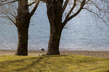 letino lake and trees in matese park