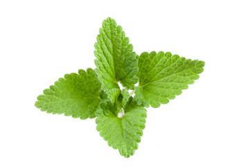 Melissa leaf or lemon balm isolated on white background