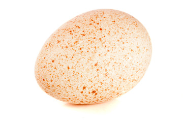 One turkey egg isolated on white background close-up