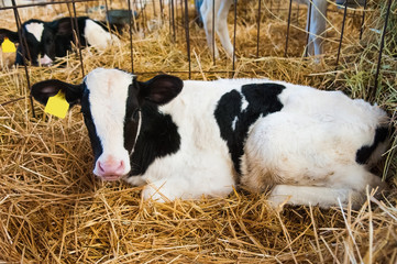 Calf in the cowshed