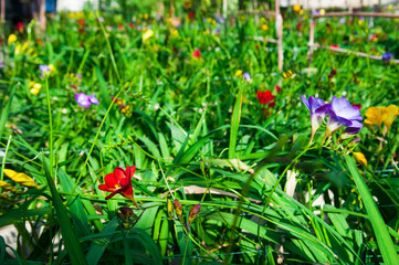 Freesia flowers grow in a greenhouse