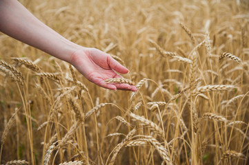 Hands touching golden wheat field