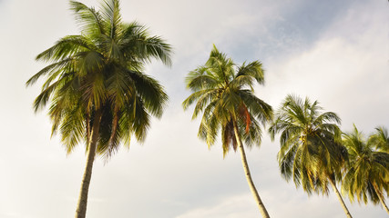Fototapeta na wymiar palm tree in the background of blue sky, view from below