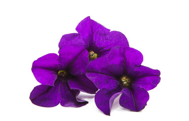 Fototapeta na wymiar Lilac petunia
