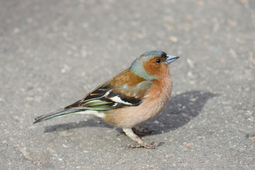 Male Common Chaffinch Fringilla coelebs, close-up side portrait on road, selective focus, shallow DOF