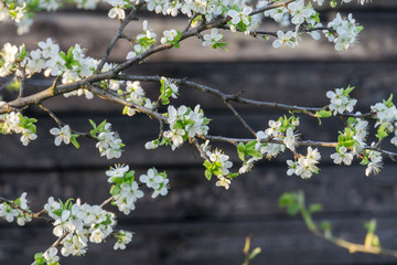 White Spring Blooming Trees