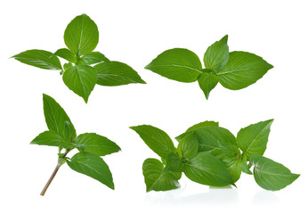 basil leaves on white background
