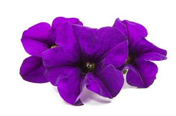 Fototapeta na wymiar Lilac petunia