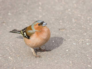 Male Common Chaffinch Fringilla coelebs asking for food, close-up portrait on road, selective focus, shallow DOF
