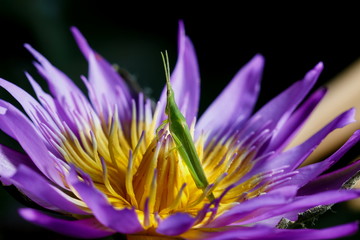 Grasshopper, grasshopper on a Lotus.