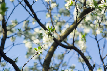 White Spring Blooming Trees
