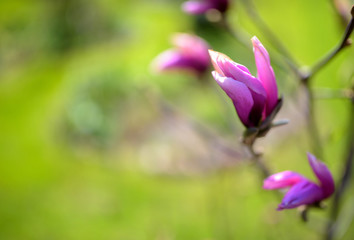 bud of the blossoming magnolia on a green background, in bright sunny day, soft focus