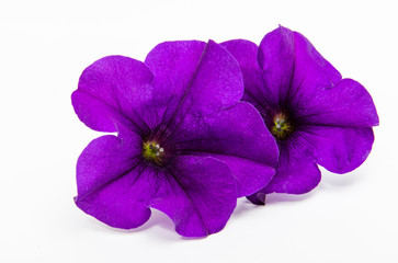Naklejka na ściany i meble Lilac petunia