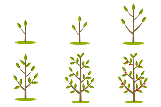 Phases Of Tree Growth