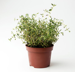 Thyme in flowerpot on white background. Plant in flowerpot