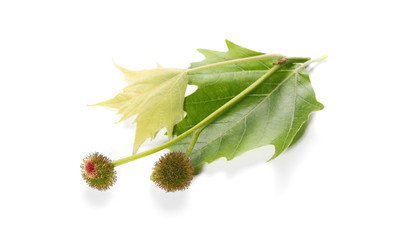 Plane tree, sycamore leaves and flowers isolated on white