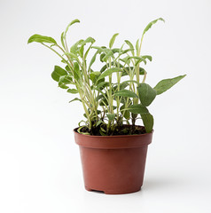Sage in flowerpot on white background. Plant in flowerpot