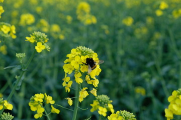 Hummel auf Rapsblüte im Rapsfeld © SimGooPho