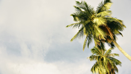 palm tree in the background of blue sky, view from below