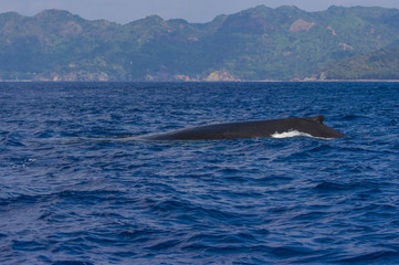 Naklejka premium ホエールウォッチング