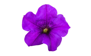 Lilac petunia