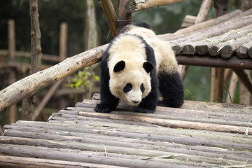 lovely giant panda in zoo