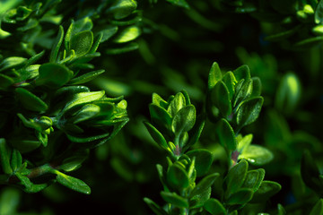 Lemon thyme on a blue abstract background close up