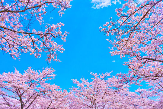 桜と青空