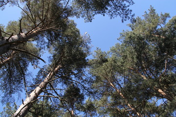forêt de pin