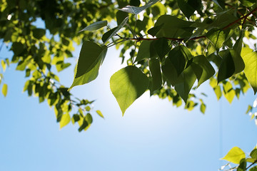 Obraz na płótnie Canvas Green fresh leaves of trees on clear blue sky