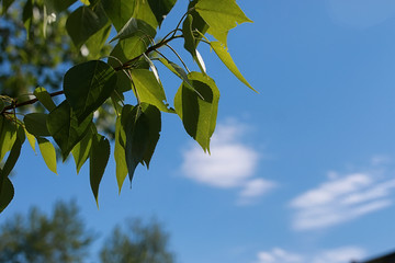 Green fresh leaves of trees on clear blue sky