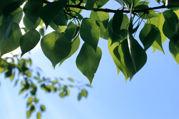 Fresh green leaves of trees on clear blue sky