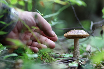 boletus mushrooming man