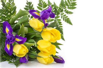 bunch of yellow tulips and blue irises on white background