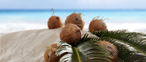 coconuts 