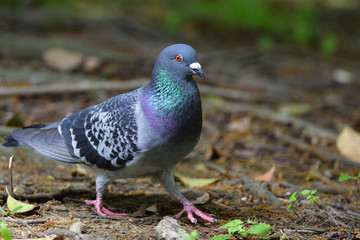 rock dove