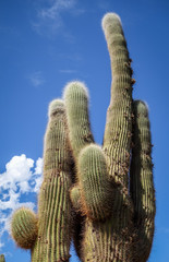 giant cactus in the desert, Argentina