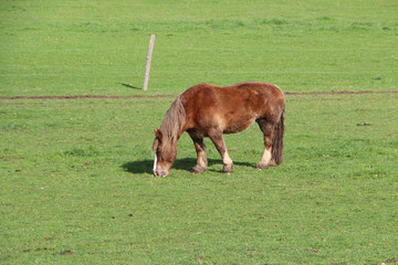 Cheval de Trait Breton qui broute au pré © oceane2508