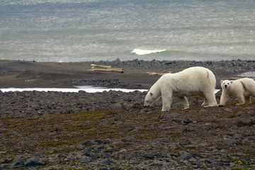 Polar bear on the Franz Josef Land.