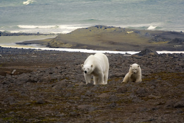 Polar bear on the Franz Josef Land.