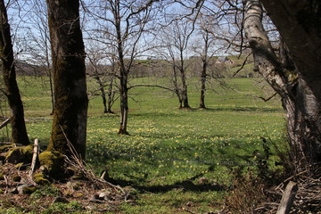 pré de jonquilles