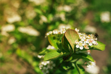 Blossom of Aronia melanocarpa