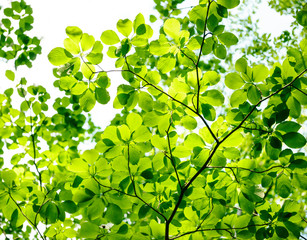 Fototapeta na wymiar 新緑の木の葉