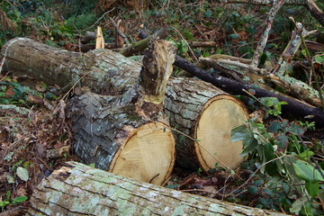 Tronc d'arbre abattu et rondins