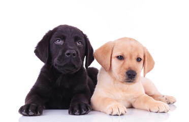 black and yellow labrador retriever puppies lying down