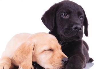 closeup picture of two adorable labrador retriever puppies resting together