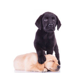 little black labrador standing with paw on sleeping puppy's head