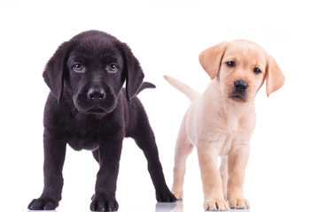 two curious little labrador retriever puppies standing