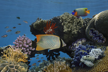 Fototapete bei efototapeten.de bestellen   