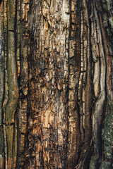 Old maple tree bark texture